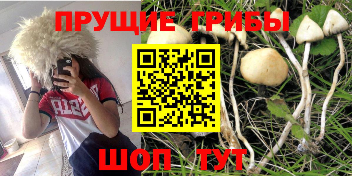 Галлюциногенные грибы Magic Shrooms  цена   Нальчик  Вход с VPN 